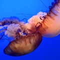 Aquarium - 4.jpg